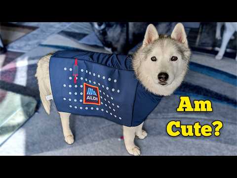Видео: Этот костюм хаски СЛИШКОМ смешной!