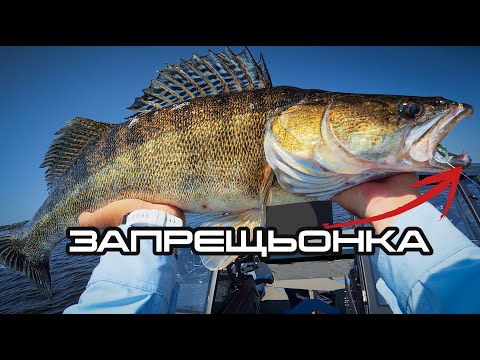 Видео: 🎣  ЗапрещЬОНКА! Цю приманку треба заборонити! Судак ДУРІЄ