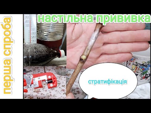 Видео: 🍇Пробна настільна прививка 🍇 прививка з нуля 🍇