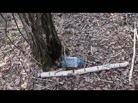 Видео: Коньяк на берёзовом соке. Перегоняем дефектные вина!