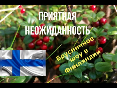 Видео: Татьяна. Брусничное шоу 2020 в Финляндии продолжается. Приятная неожиданность. ч.4