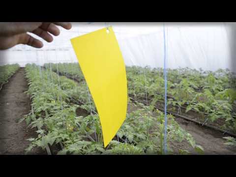 Видео: Азот для томата - первое внесение удобрений