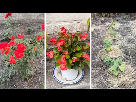 Видео: ВЛОГ:Приехала на дачу/обзор участка в сентябре 