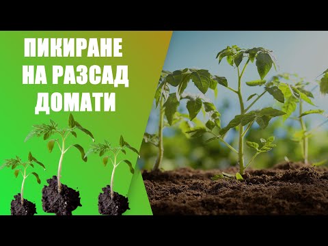 Видео: Пикиране на разсад ДОМАТИ