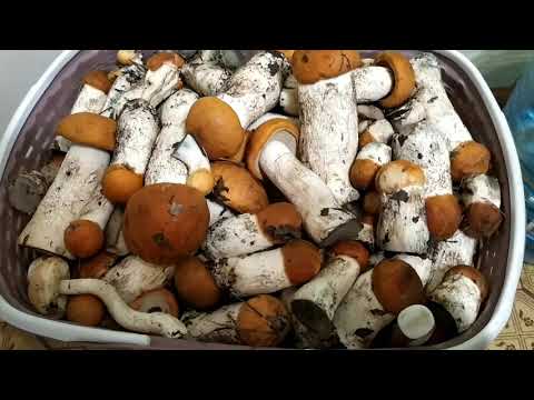 Видео: Как приготовить лесные ГРИБЫ?Маринованные подосиновики.#заготовкиназиму#грибы#рецепт#mushrooms#белые