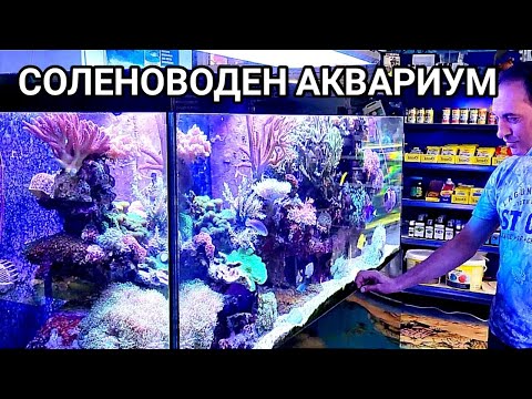 Видео: СОЛЕНОВОДНА АКВАРИСТИКА!МОРСКИ СОЛЕНОВОДЕН АКВАРИУМ! ДОМАШЕН КОРАЛОВ РИФ! ПРЕЛЕСТНА КРАСОТА В КЪЩИ!