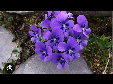Видео: Фиалка гулларини тувакка экиш