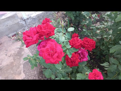 Видео: Прогулка - болталка по розам. Цветут только героини