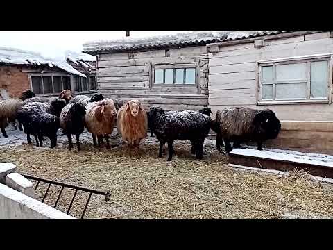 Видео: Эдильбаевские овцы 13.02.2022г.