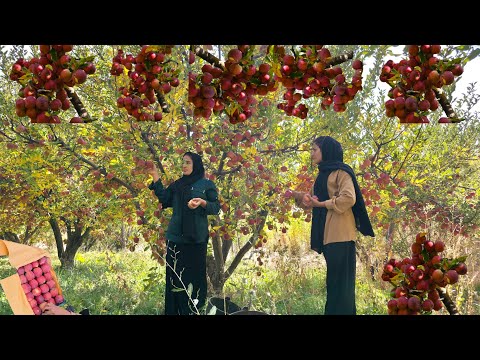 Видео: Увлекательное путешествие в сердце иранской природы и секрет сбора диких яблок