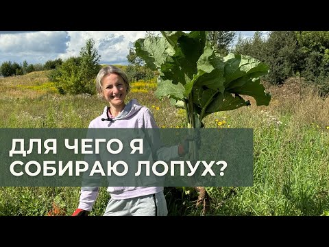 Видео: Для чего я собираю лопух?