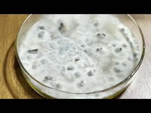 Видео: АнтиВредитель от Profit