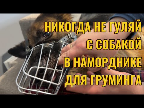 Видео: Как выбрать ПРАВИЛЬНЫЙ намордник для собаки!