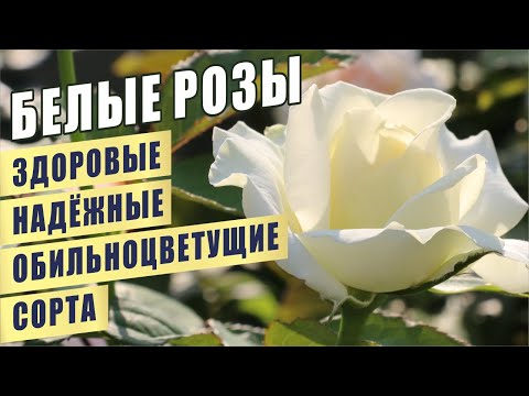 Видео: БЕЛЫЕ РОЗЫ. ЗДОРОВЫЕ, НАДЁЖНЫЕ, ОБИЛЬНОЦВЕТУЩИЕ СОРТА. WHITE ROSES. HEALTHY, FLOWERING VARIETIES.