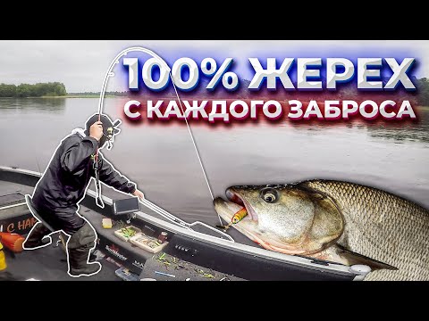Видео: ОФИГЕТЬ! ЖЕРЕХ на спиннинг летом С КАЖДОГО ЗАБРОСА 100%