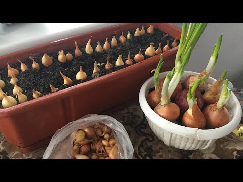 Видео: Посадіть цибулю на підвіконні... ОВОЧІВНИЦТВО.