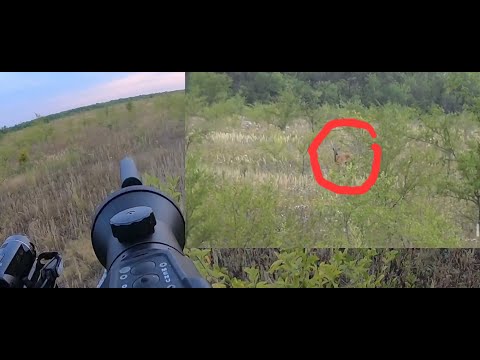 Видео: Охота на самца косули с манком  Гон слабеет  2022