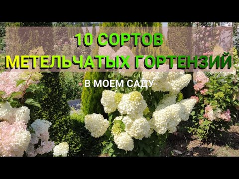 Видео: СОРТА МЕТЕЛЬЧАТЫХ ГОРТЕНЗИЙ | Лучшие сорта метельчатых гортензий в моем саду | Метельчатые гортензии