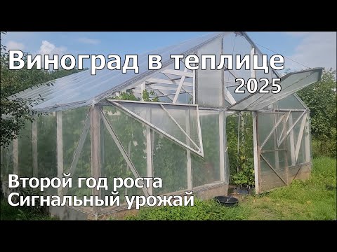 Видео: Виноград в теплице, начало августа 2025