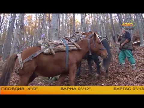 Видео: Конете на България: Каракачанските коне, автор Диана Александрова