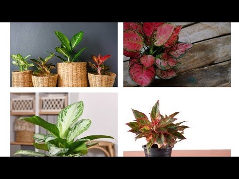 Видео: АГЛАОНЕМА ГҮЛІ - үйде қалай күтім жасаймыз  #аглонемадомашный