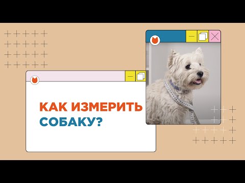 Видео: Как измерить собаку для одежды? Три основные мерки!