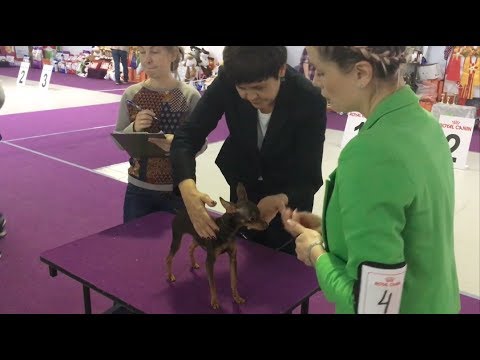 Видео: Выставка собак Русский Той - Монопородная 07/10/2017