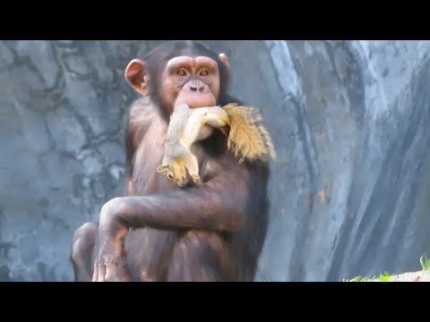 Видео: Что сделает ШИМПАНЗЕ, если увидит БЕЛКУ? Удивительные случаи с ОБЕЗЬЯНАМИ, снятые на камеру!