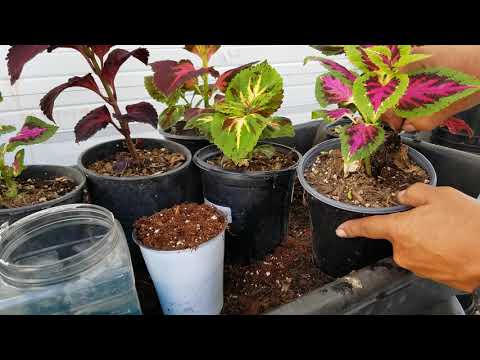 Видео: Размножение и уход за растением колеус.