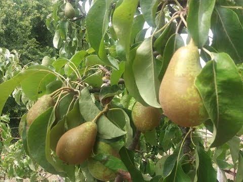 Видео: 🍐 ЧУДО ГРУША НОЯБРЬСКАЯ - САМЫЙ ОБИЛЬНОПЛОДОНОСЯЩИЙ И НЕПРИХОТЛИВЫЙ  СОРТ СЕМЕЙСВА "БЕРЕ"