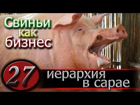 Видео: КТО ГЛАВНЫЙ В САРАЕ