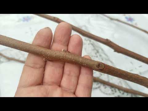 Видео: Скоро нужно обрезать хурму, рассмотрим наше дерево и подумаем.....