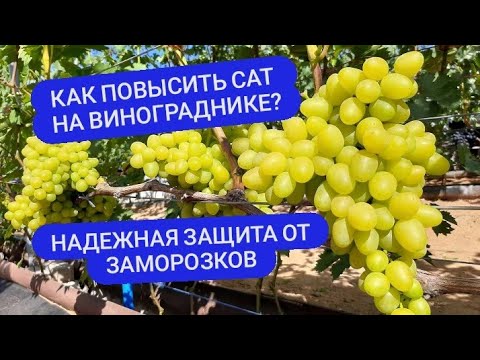 Видео: Как повысить САТ на винограднике! Защита виноградника от заморозков. Беларусь.