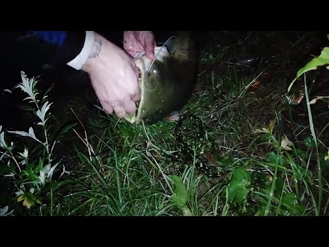 Видео: НОЧНАЯ РЫБАЛКА НА ОГРОМНЫХ СОМОВ . ЛОВЛЯ НА МОСКВЕ РЕКЕ . ЖУКОВСКИЙ