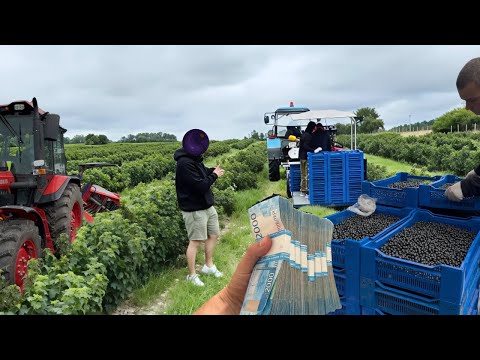 Видео: 3 000 000 рублей с гектара каждый год! Черная смородина бьет рекорды по стоимости!