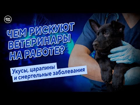 Видео: Чем рискуют ветеринары на работе? Медицинский репортёр