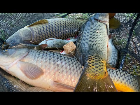 Видео: САМАЯ УБОЙНАЯ ОСНАСТКА НА САЗАНА! СУМАСШЕДШИЙ КЛЁВ НА ЖМЫХ! Наловил столько, аж пришлось выпускать.