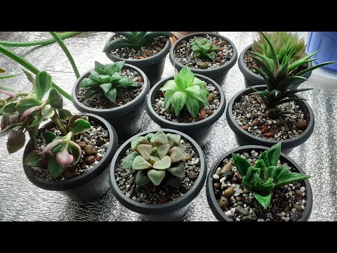 Видео: Пересадка суккулентов. Грунт для суккулентов.