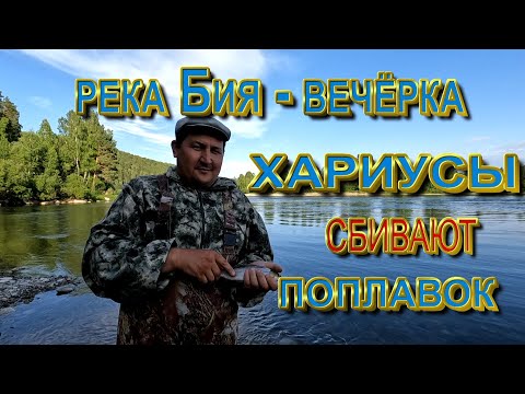 Видео: Река Бия_Вечерка _Хариусы кормятся сбивая поплавок