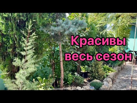 Видео: ТОП - 10 самых жароустойчивых, неприхотливых растений в моём саду. 