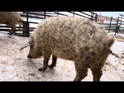 Видео: Венгерская мангалица содержание зимой на морозе -47