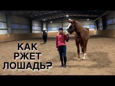 Видео: КАК РЖЕТ ЛОШАДЬ?