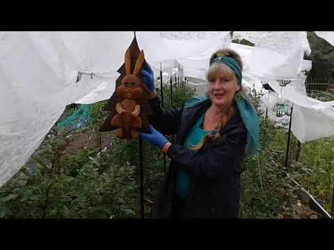 Видео: Черника садовая  ,голубика .СОВЕТЫ ПО ВЫРАЩИВАНИЮ .Из леса в огород , собираем грибы ,кору.