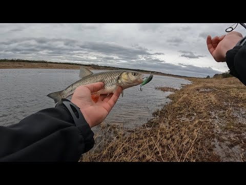 Видео: Голавль в начале АПРЕЛЯ в СЛОМ ПОГОДЫ!!! Сложно, но ВОЗМОЖНО!