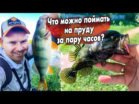 Видео: Микроджиг на проточных прудах! Ловля окуня и ротана на приманки Jara Baits