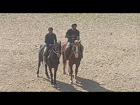 Видео: Бузкаший Шаҳри Панҷакент. 02.04.2025.