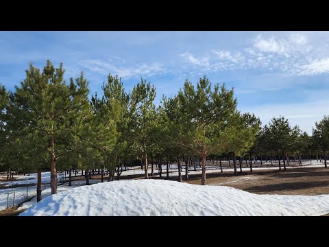 Видео: Обычный сельский день апрельский.