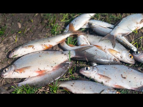 Видео: Фидер в апреле!!! Открытие сезона фидерной ловли 2023! Рыбалка на реке Дон