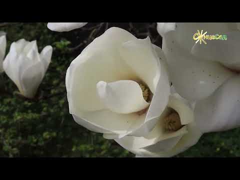 Видео: Магнолія: вирощування та догляд