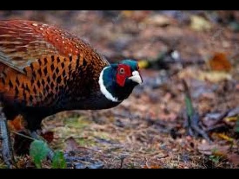 Видео: ОТКРЫТИЕ охоты на фазана